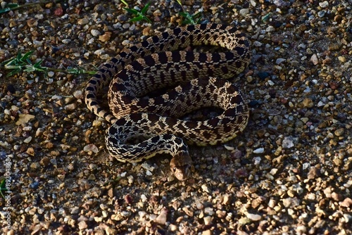 Young bull snake coiled and ready to strike to defend himself.