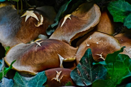Texas star mushrooms growing in garden, Canyon, Texas in the panhandle near Amarillo!