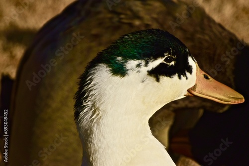 Tame duck at city of Canyon city p0ark in the Texas panhandle near Amarillo! photo