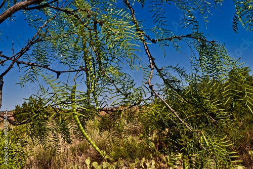 palo duro canyon state park in the Texas panhandle near Canyon! photo