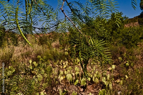 palo duro canyon state park in the Texas panhandle near Canyon!