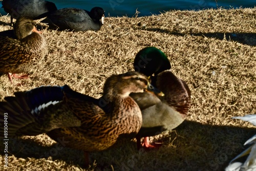 Mallard Ducks at South East City park in Canyon, Texas in the -panhandle!