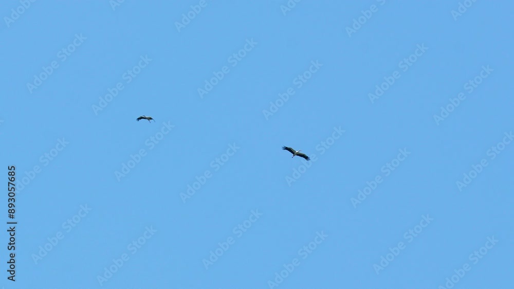 Two storks flying high in a clear blue sky, capturing the freedom and grace of these majestic birds in flight Two storks flying high in a clear blue sky, capturing the freedom and grace of these majestic birds in flight