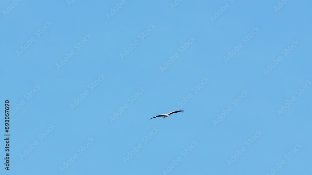 Stork flying solo in a bright blue sky, showcasing the bird's powerful wingspan and elegance in flight Stork flying solo in a bright blue sky, showcasing the bird's powerful wingspan and elegance in flight