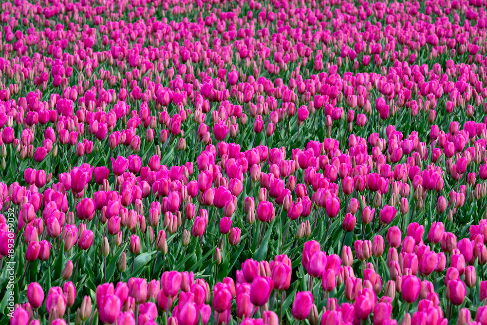 Field of tulips, rows of vibrant pink tulips in full bloom with dark green leaves, colorful fresh spring growth as a nature background
Field of tulips, rows of vibrant pink tulips in full bloom with dark green leaves, colorful fresh spring growth as a nature background