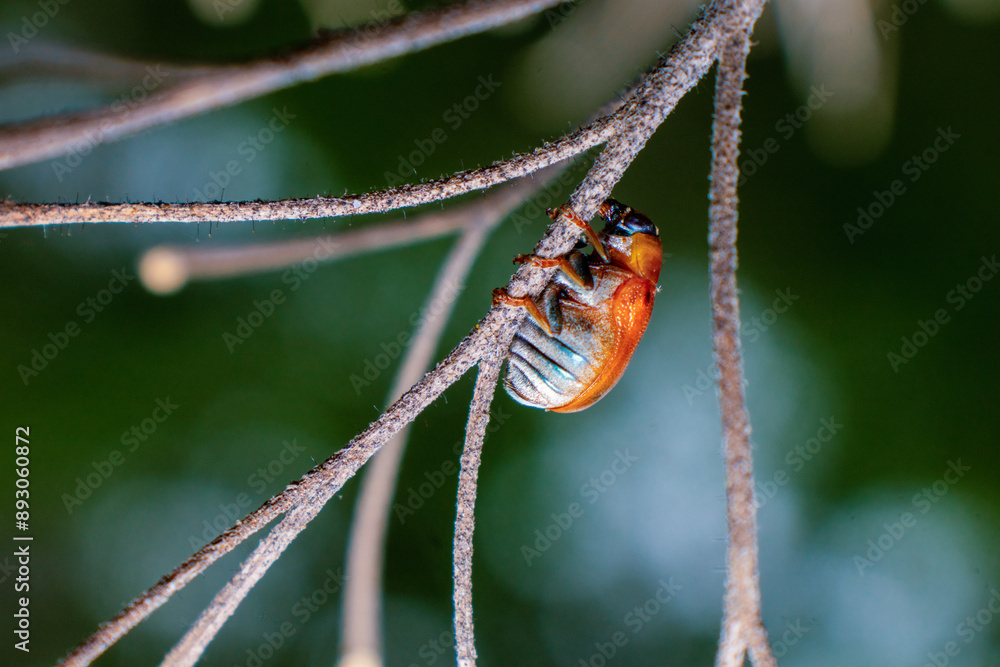 Macro photo of little insect in high detail. Beetles perched on tree branches. Close up photo of Subtribe Aulacophorina or leaf beetles high detail Macro photo of little insect in high detail. Beetles perched on tree branches. Close up photo of Subtribe Aulacophorina or leaf beetles high detail