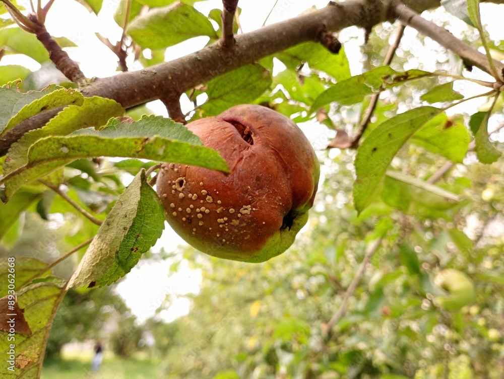 A rotten apple on a tree branch in the garden. In the garden, a rotten brown apple hangs on a branch. A rotten apple on a tree branch in the garden. In the garden, a rotten brown apple hangs on a branch.