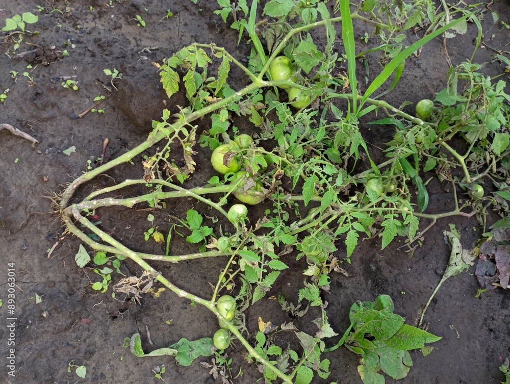 A bush of tomatoes damaged by a thunderstorm on the background of the soil with green fruits on the branches. The topic of agriculture and weather conditions that negatively affect the harvest. A bush of tomatoes damaged by a thunderstorm on the background of the soil with green fruits on the branches. The topic of agriculture and weather conditions that negatively affect the harvest.