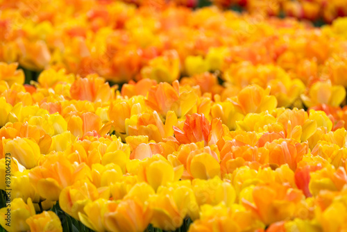 Mass of tulips planted in a spring garden, vibrant yellow orange and backlit by the sun, flowers blooming as a nature background 