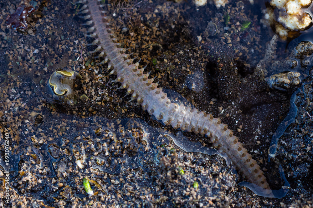 sea worms in the water, amazing sea animals