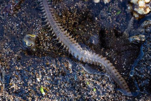Obraz na płótnie sea worms in the water, amazing sea animals w salonie