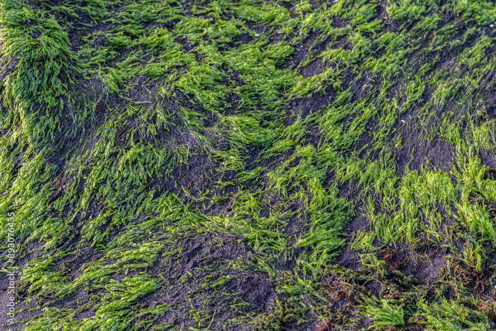 green moss on sea coral rocks green moss on sea coral rocks