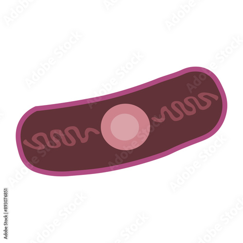 bacillus anthracis
