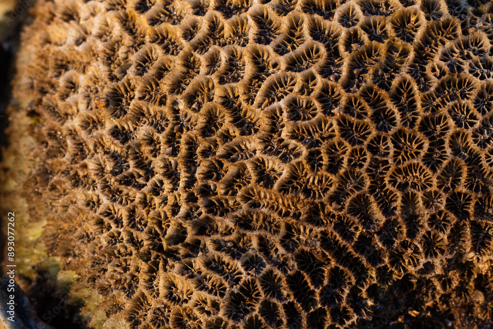 Amazing pattern of dead brain coral washed up on the beach at low tide Amazing pattern of dead brain coral washed up on the beach at low tide
