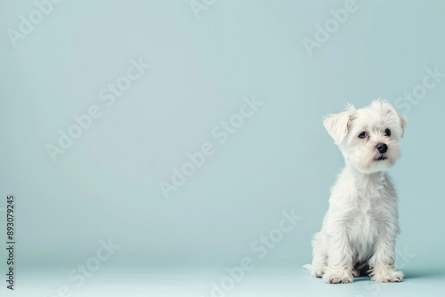 Charming small white dog with a bow on a light blue background. Ideal for pet boutiques, online pet stores, and pet-themed blogs. Use this image for social media posts, website banners, and marketing