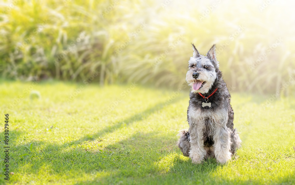 Miniature schnauzer sits resting in the backyard Miniature schnauzer sits resting in the backyard