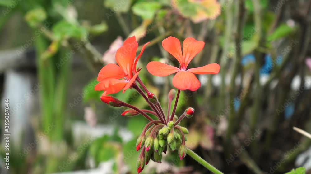 Pelargonium inquinans flowers in bloom Pelargonium inquinans flowers in bloom