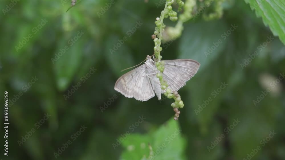 Serpentine wewbworm moth (herpetogramma aeglealis) butterfly on green plant Serpentine wewbworm moth (herpetogramma aeglealis) butterfly on green plant