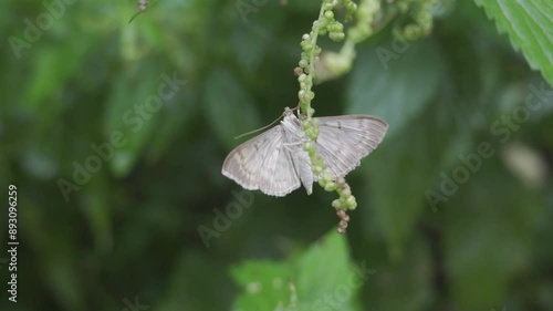 Serpentine wewbworm moth (herpetogramma aeglealis) butterfly on green plant photo