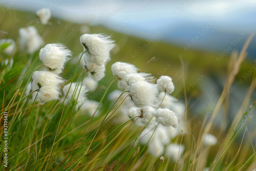 Obraz premium Spring German cotton grass close-up