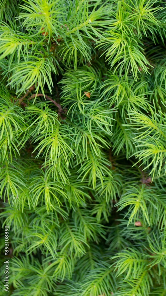 Green toned image of coniferous tree branches - ideal for trendy natural background decoration High quality photo Green toned image of coniferous tree branches - ideal for trendy natural background decoration High quality photo