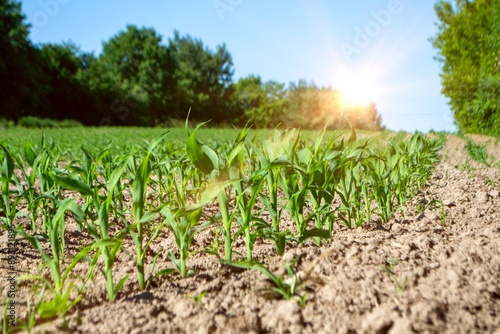 fields planted with corn. green corn sprouts in a field at a ranch. High quality photo