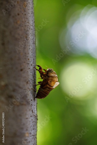 セミの抜け殻