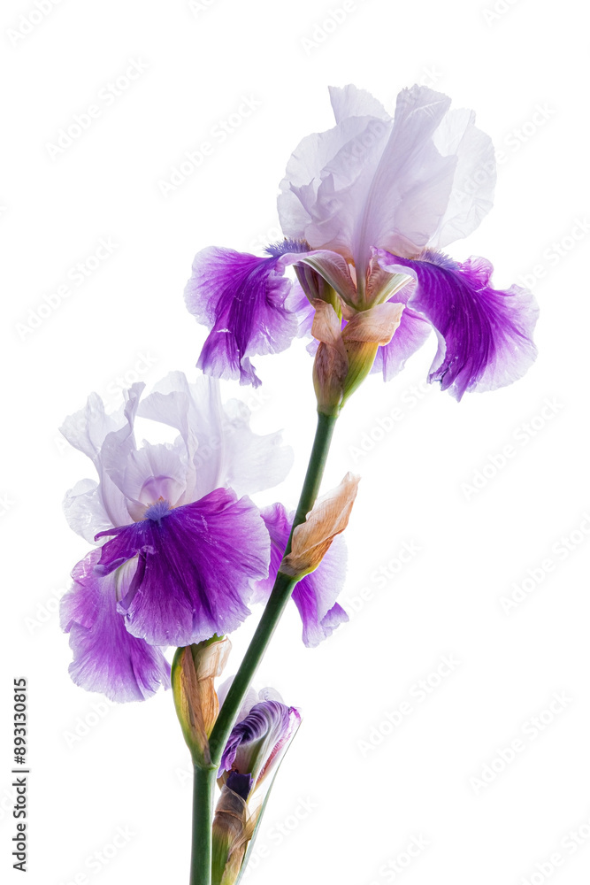 iris flower on the white iris flower on the white