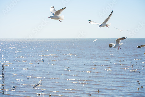 Group of seagull hunting on sea beach bay