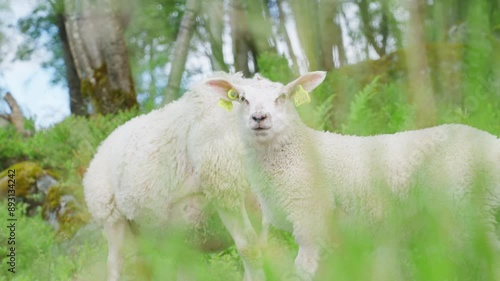 Two sheep grazing in a lush, green meadow in Innerdalen, Norway during a sunny day photo