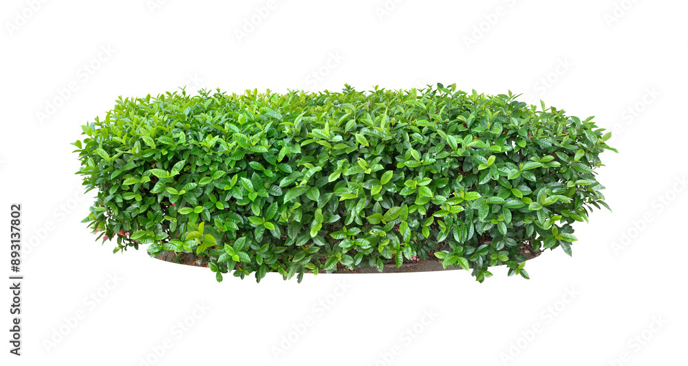 Obraz premium Ixora, Ornamental plants and Green leafed bushes. (shrub) Square shape. For making fences and decorating the garden for beauty.
