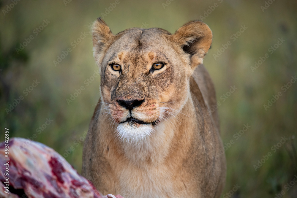 lion, Panthera leo, native to Africa and India, Lioness on kill in the okavango delta botswana lion, Panthera leo, native to Africa and India, Lioness on kill in the okavango delta botswana