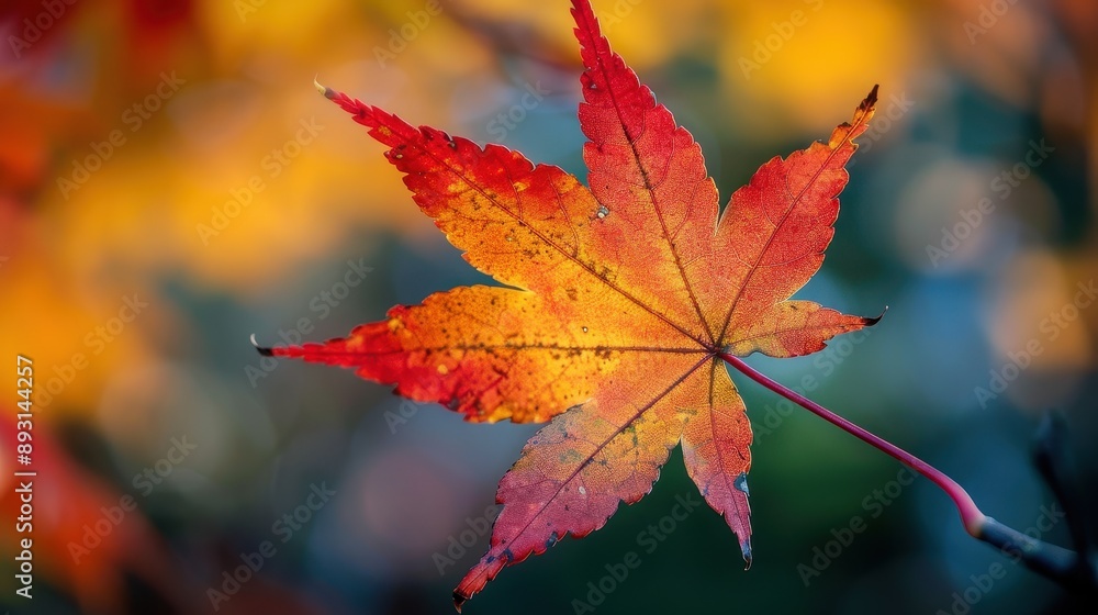 Autumn background with maple leaves and bokeh,Fall blurred background, Yellow and red maple leaves are flying and falling down. Autumnal landscape.water drop on leaf,space for text. Autumn background with maple leaves and bokeh,Fall blurred background, Yellow and red maple leaves are flying and falling down. Autumnal landscape.water drop on leaf,space for text.