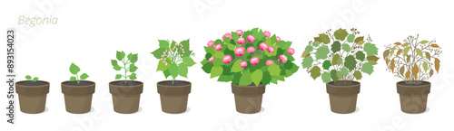 Vector Illustrations of Begonia Flower Growth in a pot. Caring for house plants. Flower lifecycle.