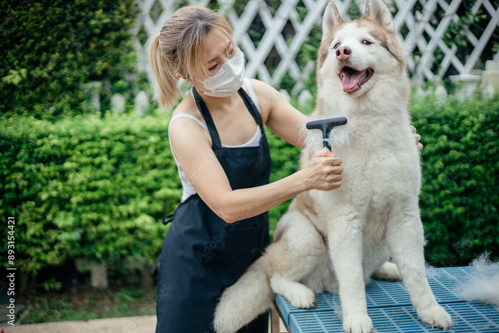 Woman combing and cleaning husky dog's fur on table Woman combing and cleaning husky dog's fur on table