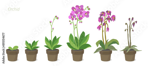 Orchid Growth Stages Vector Illustration. Caring for house plants in a pot. Flower lifecycle.