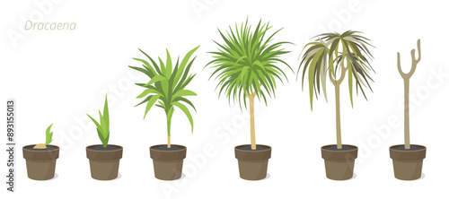 Development stages of Dracaena plant in a pot. Caring for house plants. Flower lifecycle.