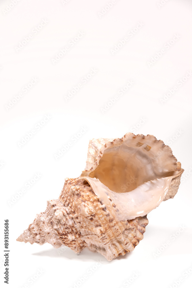 sea shell isolated on white background sea shell isolated on white background