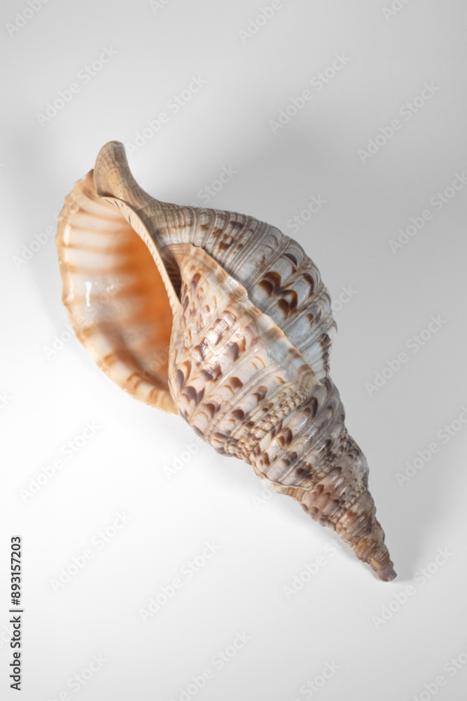 sea shell isolated on white background sea shell isolated on white background