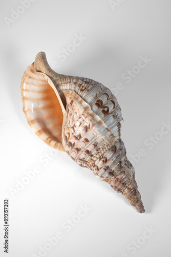 sea shell isolated on white background