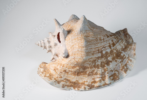 sea shell isolated on white background