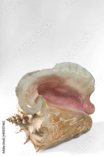 Conch shell isolated on white background. 