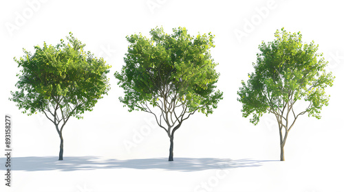 Backhousia citriodora tree isolated on white background  photo