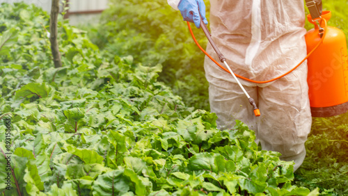 Farmer treating sugar beet with pesticides for diseases and pests.