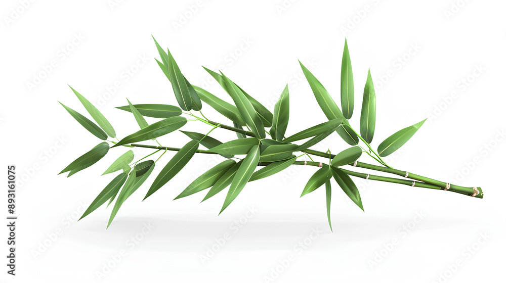 Bamboo tree leaf plant stem and stick Highly Detailed Isolated On white Background Bamboo tree leaf plant stem and stick Highly Detailed Isolated On white Background