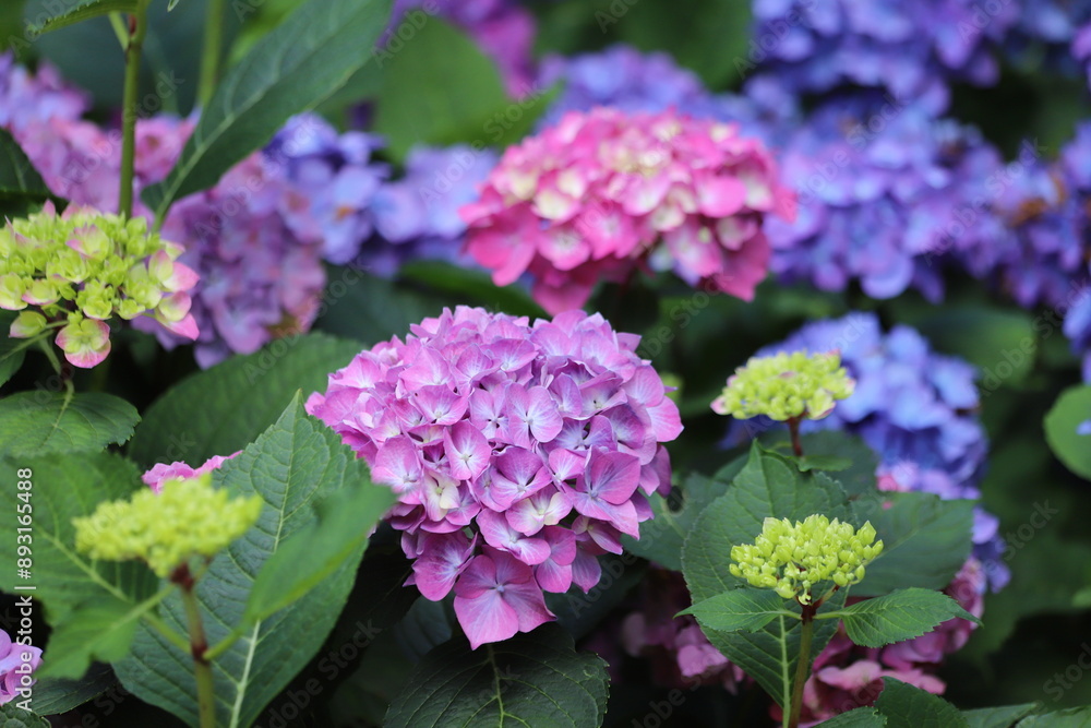 Hydrangea macrophylla. Pink blooming hydrangea, Hortensia flowers. Hydrangea macrophylla. Pink blooming hydrangea, Hortensia flowers.