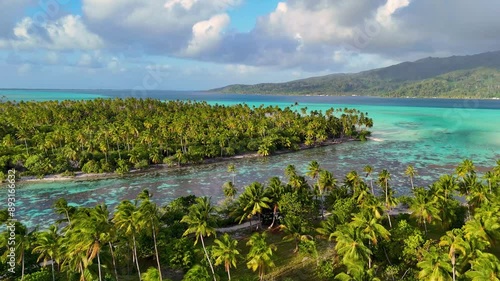 Lush tropical palm trees on a small island near Taha'a in French Polynesia. The small motu is adjacent to a beautiful coral reef in clear turquoise ocean blue water. 