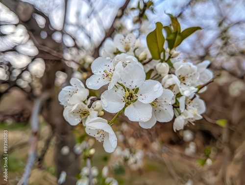 Blossoming Beauty: The Stunning Callery Pear Tree in Full Bloom photo