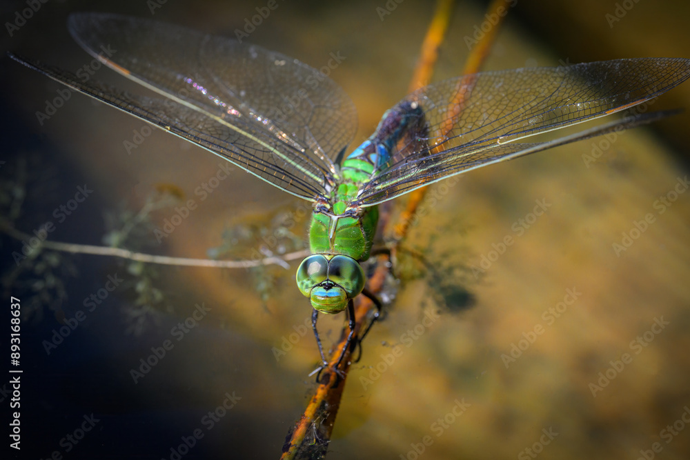 A blue emperor dragonfly laying eggs into the water A blue emperor dragonfly laying eggs into the water