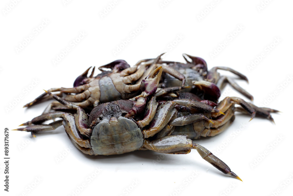 Preserved crabs for ingredient thai food Preserved crabs for ingredient thai food